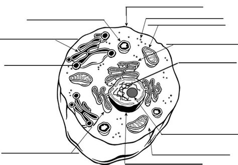 1500x1159 animal cell drawing with labels animal cell unlabeled free. 12 Best Images of Animal Cell Labeling Worksheet - Label Animal Cell Diagram, Blank Animal Cell ...