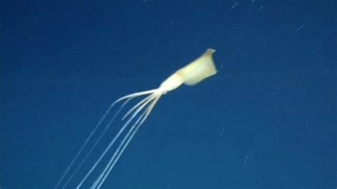 Csiro And Museums Victoria Expedition Finds Five Rare Bigfin Squid In