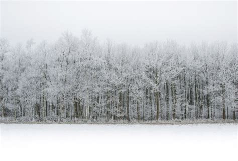 Free Images Tree Nature Forest Branch Snow Cold Fog Mist