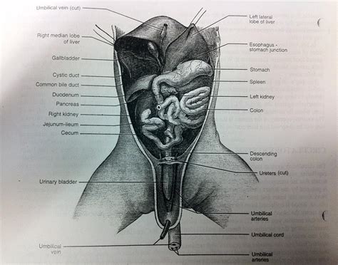 Fetal Pig Diagrams Dissection 101 Diagrams