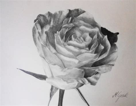 Lukisan Bunga Rose Simple Cara Mudah Cepat Menggambar Bunga Mawar How