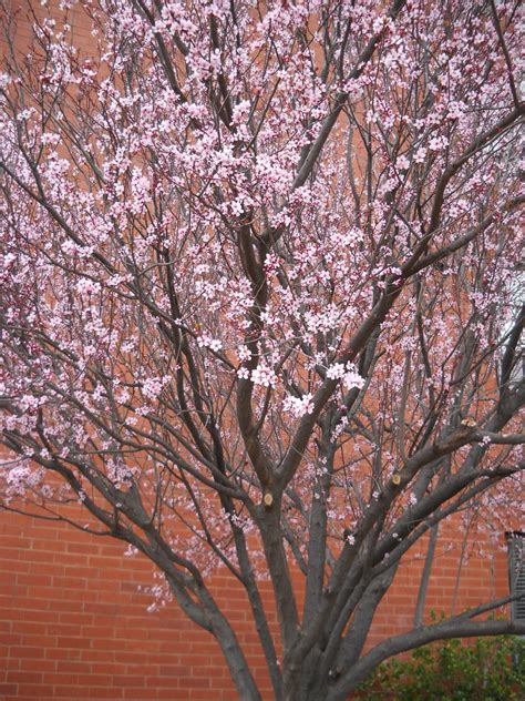 Here are 10 varieties of flowering tree to inject color into your spring landscape. Divers and Sundry: Flowering Trees