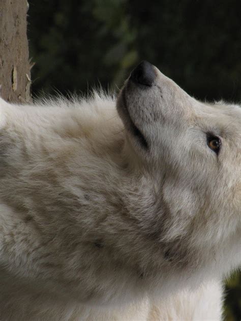 North American Arctic Wolf 11 By Animalphotos On Deviantart