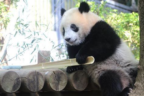 Ueno Zoo Launched Panda Cam