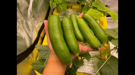 Growing Hydroponic Cucumbers Indoors Is So Easy Youtube