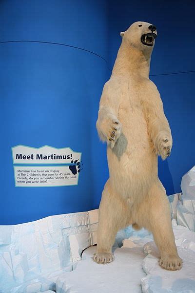 Martimus The Polar Bear Childrens Museum Of Indianapolis Polar Bear