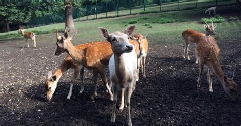 Maryon Wilson Animal Park Tour Tour Guide In Charlton Greenwich