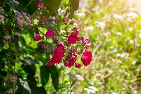 Bright Pink Rose Flowers On The Bush With Green Leaves Blossom In The