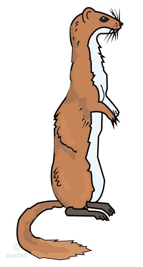 free ferret download free ferret png images free cliparts on clipart library