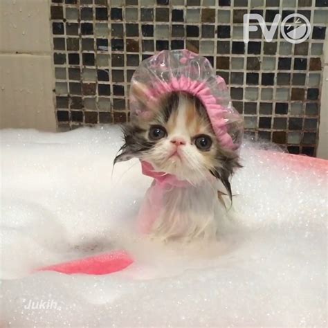 Cat Takes A Bath House Cat Cat Takes A Bath Credit Jukinmedia By Funniest Videoasis