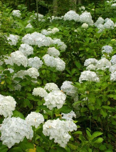 The biggest advantage being they can also keep flourishing at a shady spot! Common Flowering Shrubs For Zone 9 - Picking Shrubs That ...