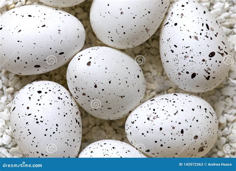 Delicate Speckled Birds Eggs Stock Image Image Of Holiday Natural