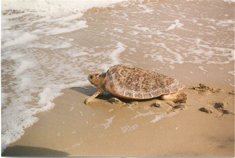 Safely Viewing Sea Turtles During Nesting Season On Hilton Head