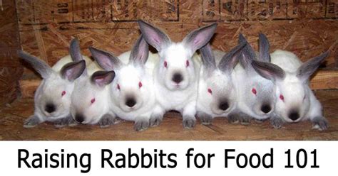 Raising Meat Rabbits The Complete Beginners Guide Survivalist 101