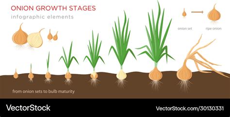 Onion Plant Growing Stages From Sets To Ripe Vector Image