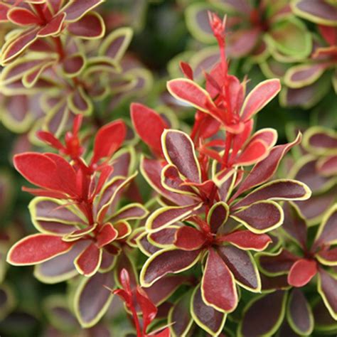 Admiration Barberry Stunning Glossy Foliage Red With Yellow Border
