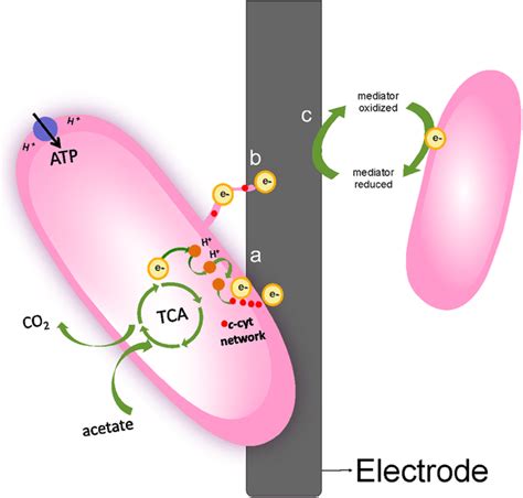 Principal Sketch Of Extracellular Electron Transfer Mechanisms On The