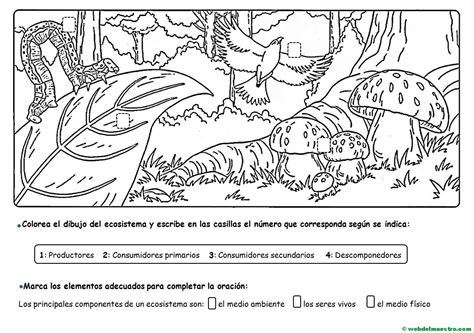 Los Ecosistemas Actividades Web Del Maestro