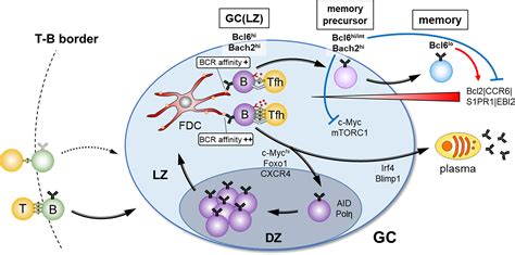 Frontiers Generation Of High Quality Memory B Cells
