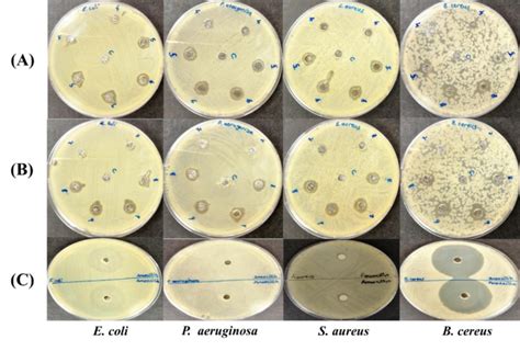 Antibacterial Activities Of A Sh Agnps B Rh Agnps And C