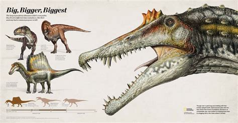 Big Bigger Biggest Meet Spinosaurus The Largest Predatory
