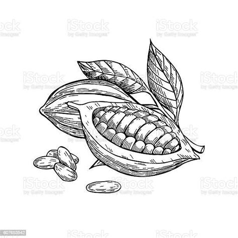 Cocoa Vector Superfood Drawing Set Isolated Hand Drawn Illustr Stock