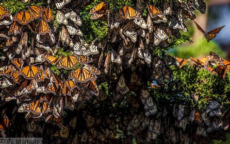 Monarch Butterflies Danaus Plexippus Overwintering Aggreg Flickr