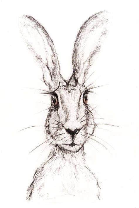 Pencil And Charcoal Sketch Of Hare Print Hare Drawing Bunny Sketches