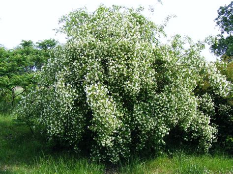 Large Flowering Bushes For Privacy Fast Growing Flowering Hedges