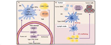 Role Of Sting Pathway In Tumor Suppression A Cgas Sting Pathway And