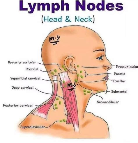 Lymph Nodes Of Head And Neck Medizzy