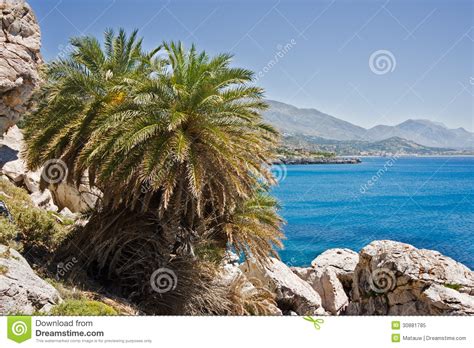 The cretan date palm (phoenix theophrasti) is a small palm native to the eastern mediterranean theophrastus was the first who named that palm as cretan date palm in opposition with phoenix. Cretan Date Palm stock image. Image of greece, phoenix ...