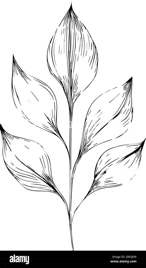 Botanical Illustration Black And White Botanical Line Drawing Leaves