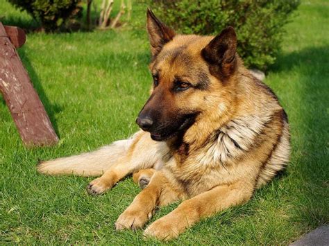 German shepherds should be well socialized early in life. Best Dog Breeds - Business Insider