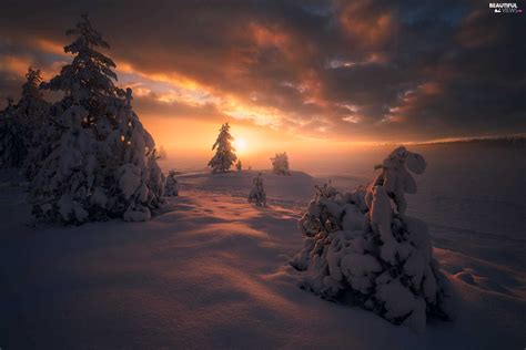 Snowy Winter Viewes Spruces Trees Great Sunsets Beautiful Views
