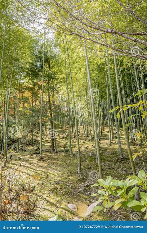 Japanese Bamboo Forest Arashiyama Royalty Free Stock Photography