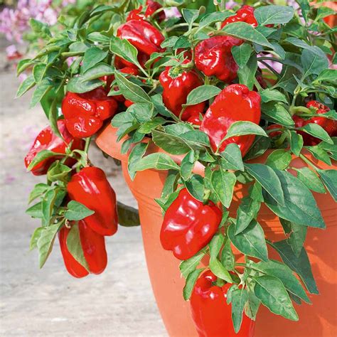 Pepper Sweet Seeds F1 Redskin • Plantshopper