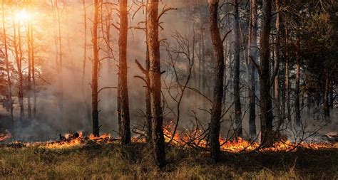 Six Fold Increase In Forest Fires As Temperatures Rise In Many States