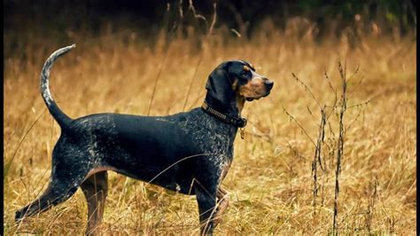 Bluetick Coonhound Breed Info And Care Guide World Dog Finder