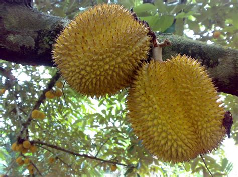 Durian musang king kecil kok bisa berbuah durian musang king paling banyak? Cara Menanam Dan Merawat Tanaman Buah Durian Musang King ...