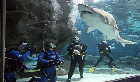 Shark Dives At Blue Planet Aquarium Visit Cheshire