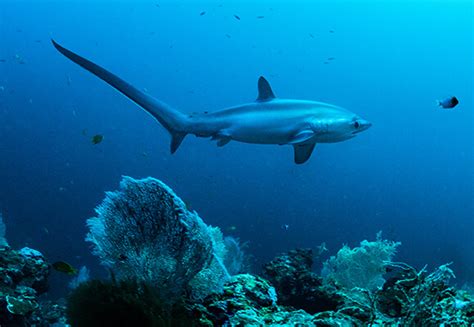 Thresher Shark Facts And Beyond Biology Dictionary