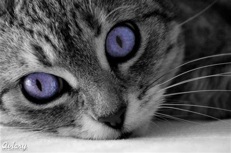 Hollykit Gray Tabby With Purple Eyes She Cat
