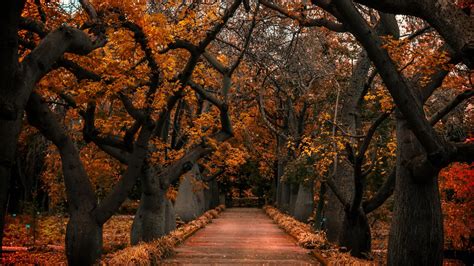 Path Fall Autumn Orange Leaves Trees Hd Nature Wallpapers Hd
