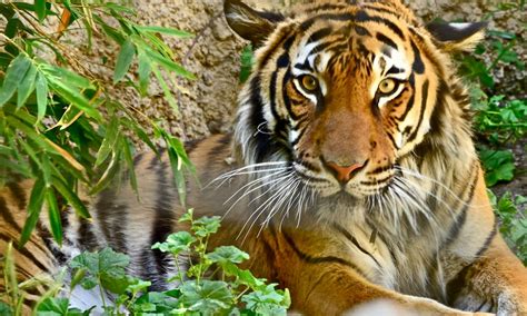 How Were Saving The Sumatran Tiger One Acre Of Rainforest At A Time