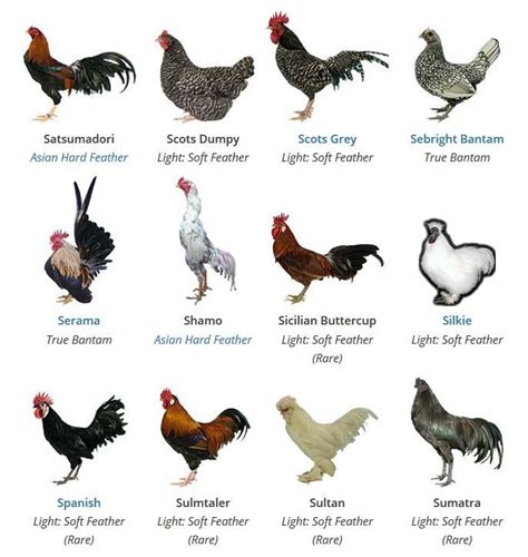 Chicken Breeds Chicken Breeds Breeds Animals