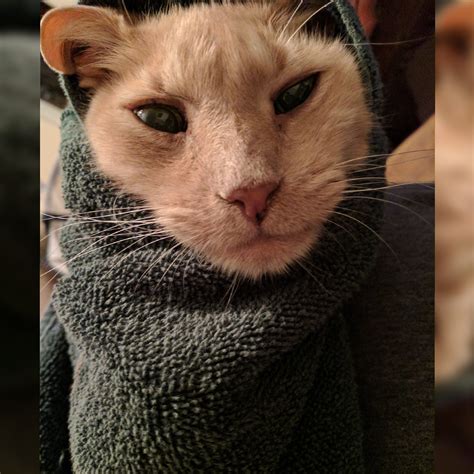 847 Best Rpurrito Images On Pholder People Are Wrapping Cats In