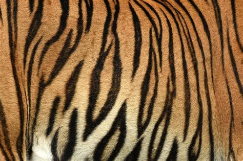 Tiger Print Strip Of Skin Pattern Background Tiger Print Tiger