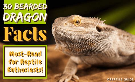 30 Bearded Dragon Facts Must Read For Reptile Enthusiasts