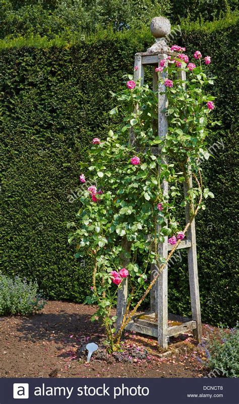 Buy rose arch and get the best deals at the lowest prices on ebay! Download this stock image: Ornate rose trellis in the form ...